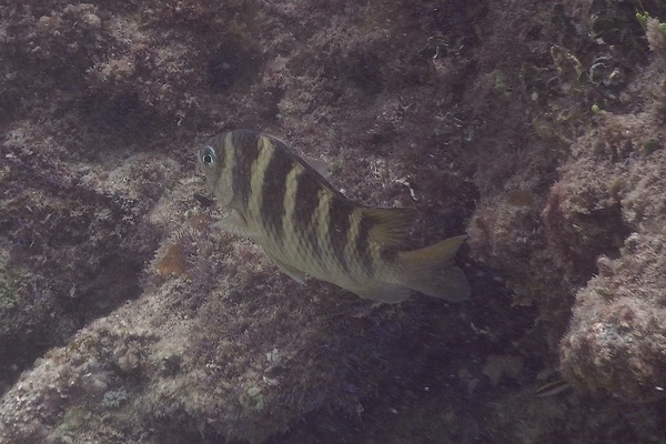 Damselfish - Night Sergeant