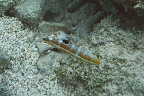 Wrasse - Puddingwife