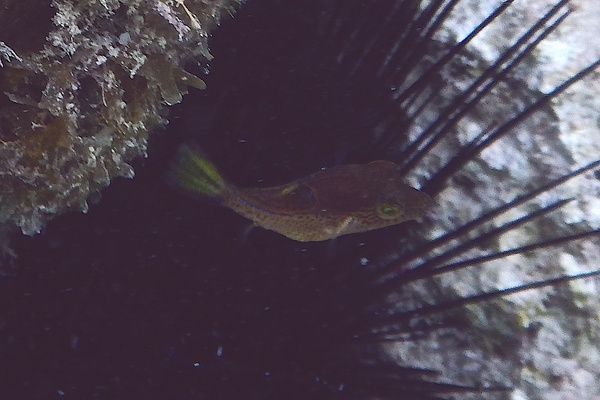 Pufferfish - Sharpnose Puffer