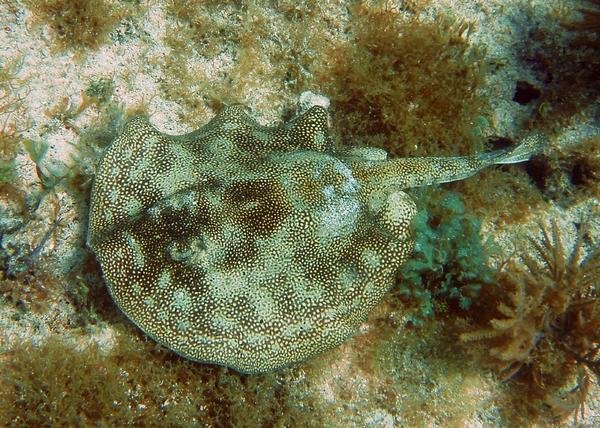 Stingrays - Yellow Stingray