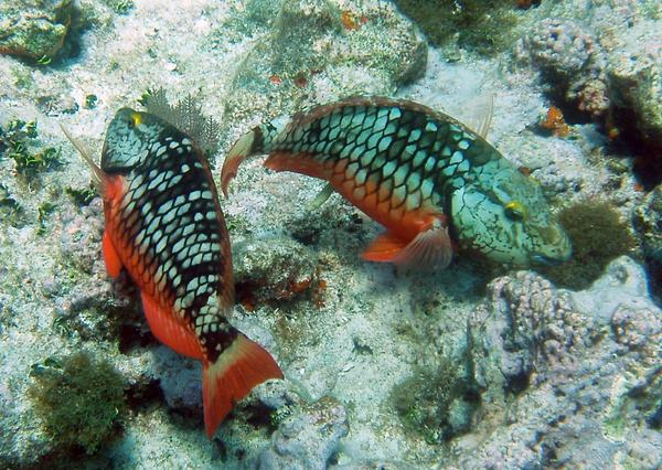 Parrotfish - Stoplight Parrotfish