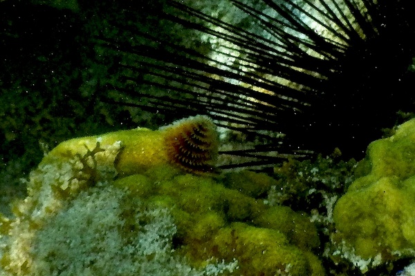 Nudibranch - Christmas tree worm