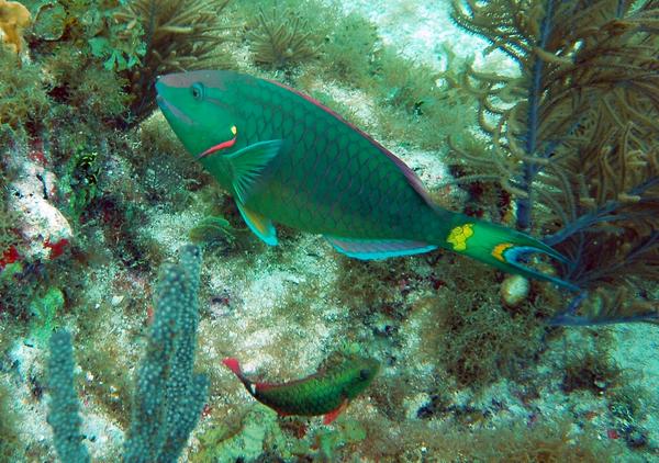 Parrotfish - Stoplight Parrotfish