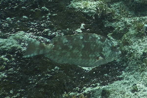 Parrotfish - Redtail Parrotfish