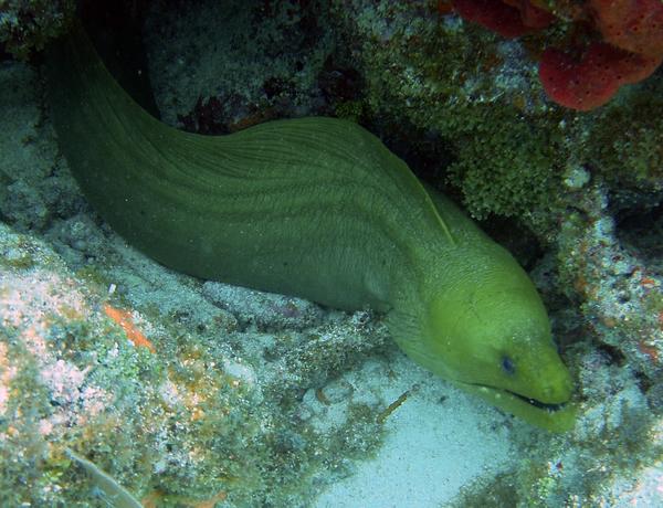 Moray - Green Moray