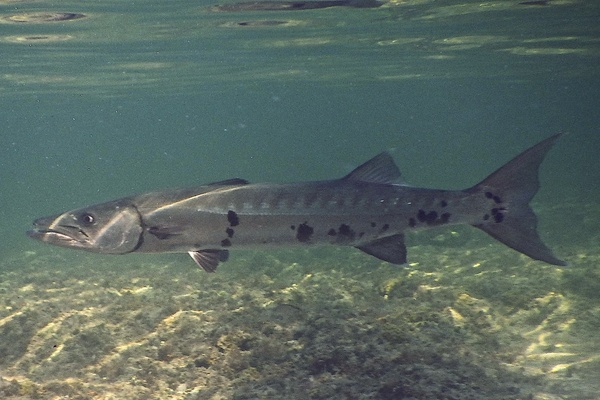 Barracuda - Great Barracuda