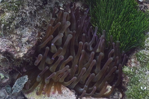 Anemones - Giant Sea Anemone