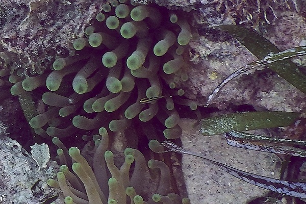 Anemones - Giant Sea Anemone