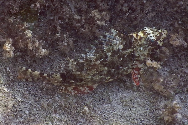 Parrotfish - Redband Parrotfish