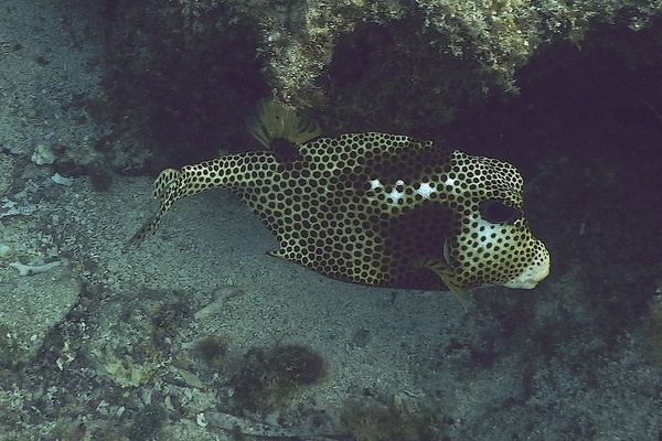 Trunkfish - Spotted Trunkfish