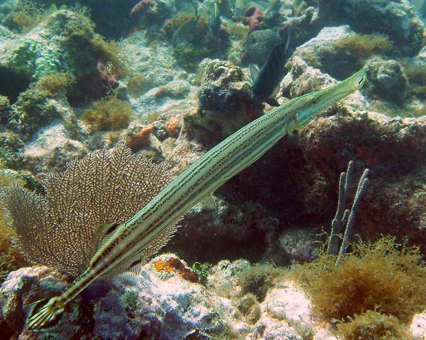 Trumpetfish - Trumpetfish