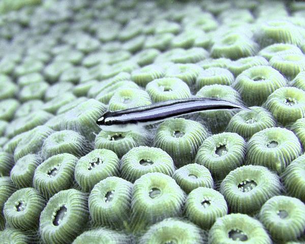 Gobies - Barsnout Goby