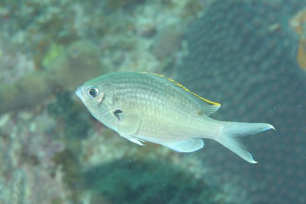 Damselfish - Brown Chromis