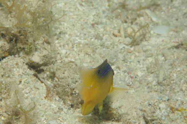Damselfish - Longfin Damselfish