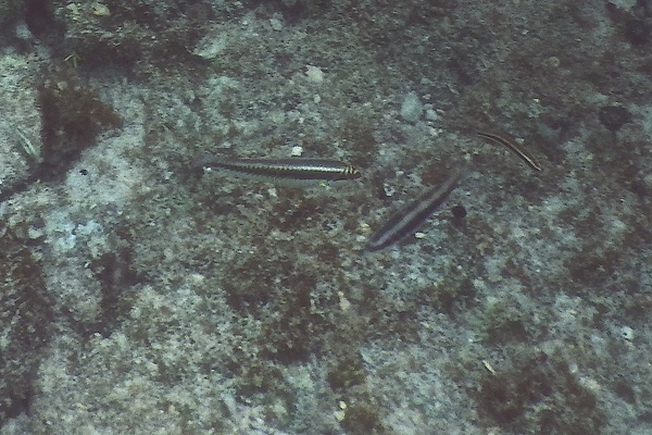 Wrasse - Clown Wrasse