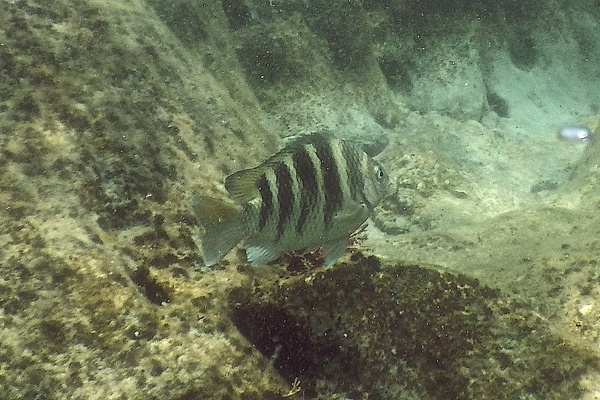 Damselfish - Night Sergeant