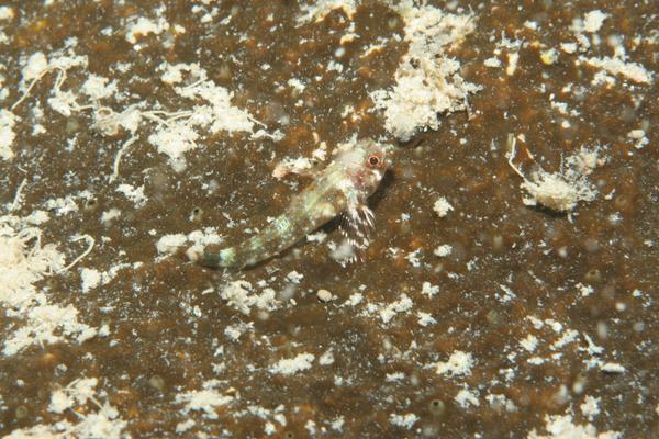 Triplefin Blennies - Roughhead Triplefin