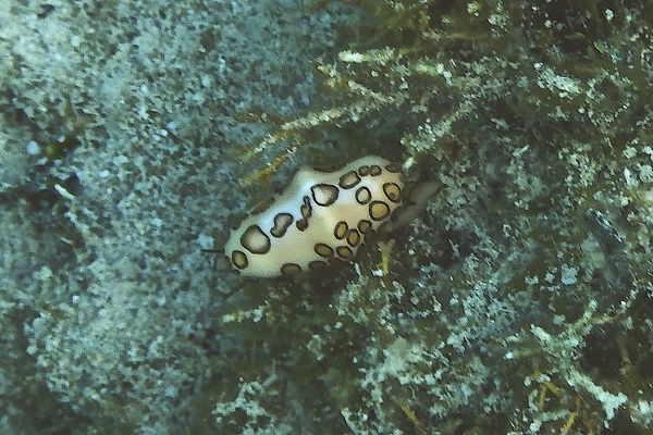 Nudibranches - Flamingo Tongue