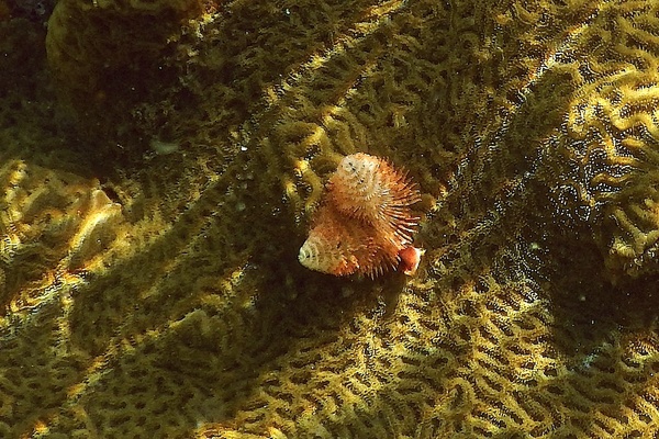 Nudibranch - Christmas tree worm