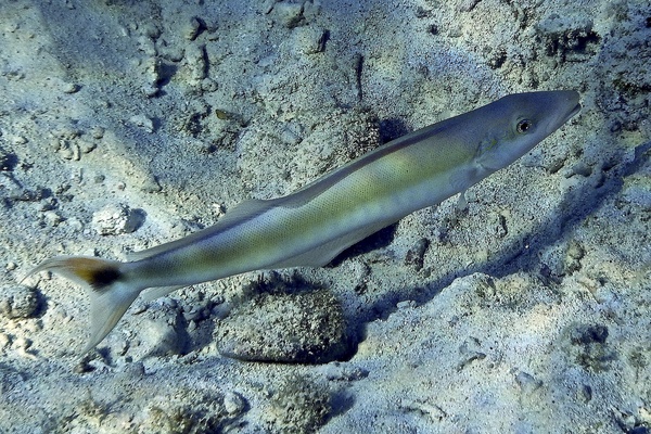 Tilefish - Sand Tilefish