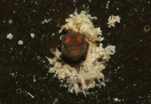 Blennies - Papillose Blenny