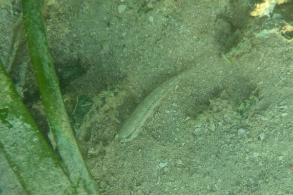 Gobies - Goldspot Goby