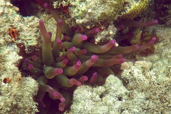 Anemones - Giant Sea Anemone