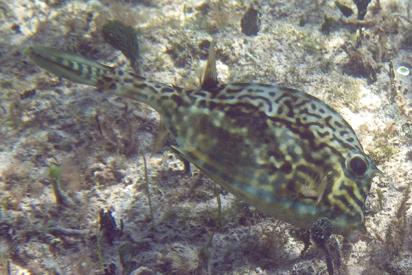 Trunkfish - Scrawled Cowfish