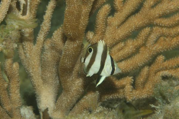 Butterflyfish - Banded Butterflyfish