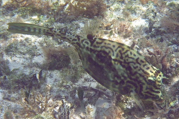 Trunkfish - Scrawled Cowfish