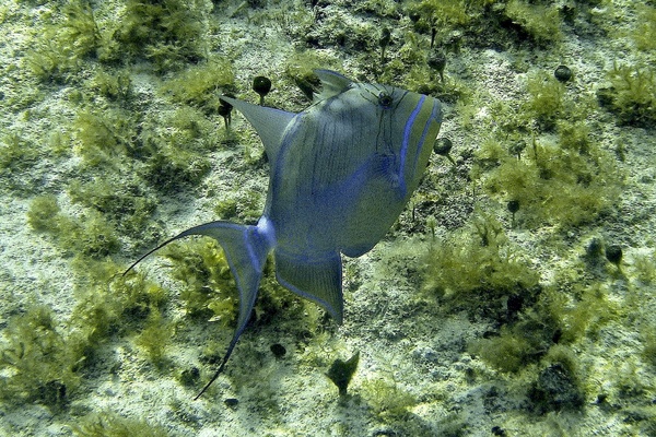 Triggerfish - Queen Triggerfish