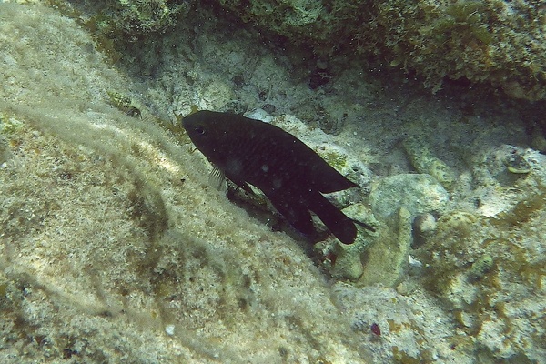 Damselfish - Beaugregory Damselfish