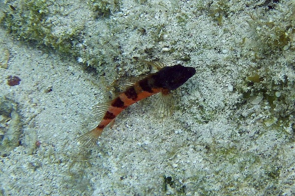 Blennies - Saddled Blenny