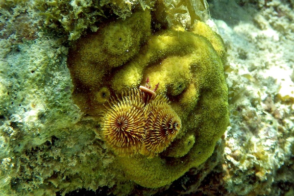 Nudibranch - Christmas tree worm