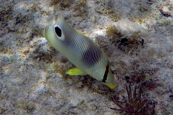 Butterflyfish - Foureye Butterflyfish