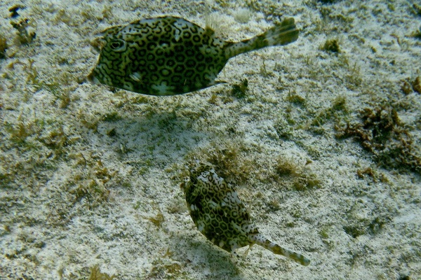 Trunkfish - Honeycomb Cowfish