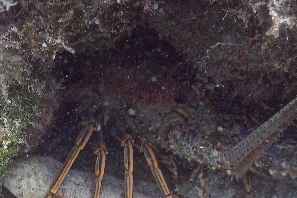 Cardinalfish - Dusky Cardinalfish