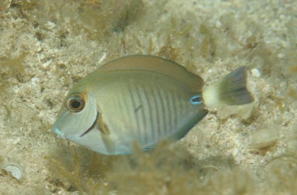 Surgeonfish - Doctorfish