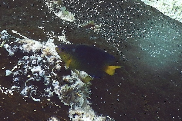 Damselfish - Cocoa damselfish