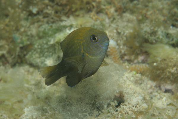 Damselfish - Dusky Damselfish