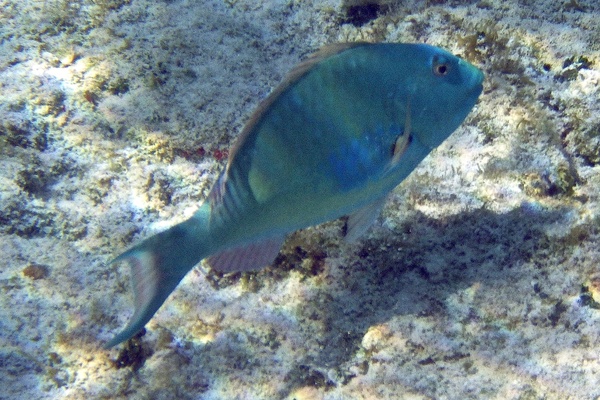 Parrotfish - Redtail Parrotfish