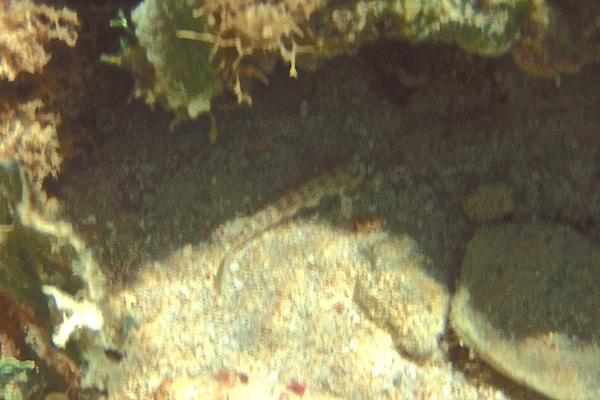 Gobies - Orangespotted Goby