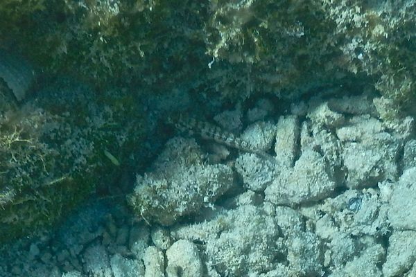 Gobies - Frillfin Goby