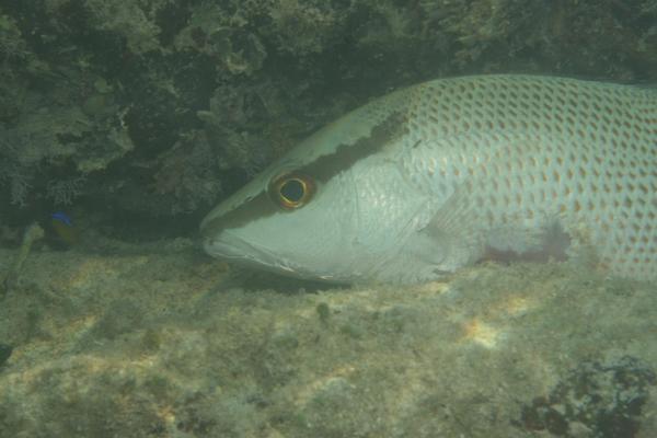 Snappers - Gray Snapper