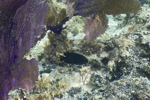 Damselfish - Longfin Damselfish