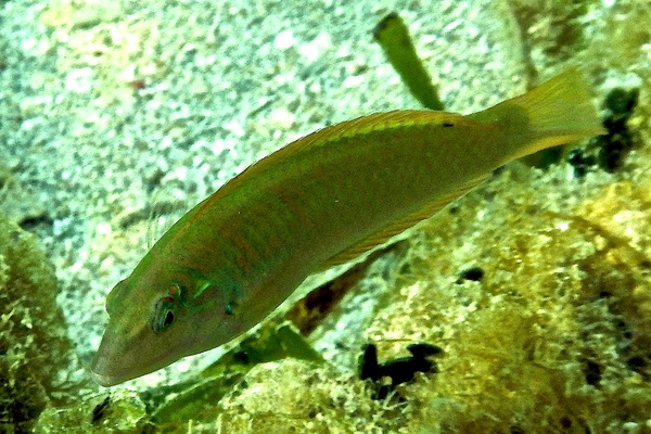 Wrasse - Blackear Wrasse