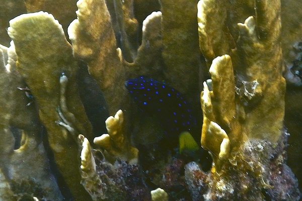 Damselfish - Yellowtail Damselfish