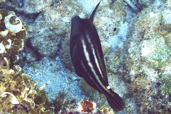 Filefish - Orangespotted Filefish