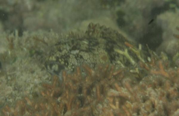 Blennies - Hairy Blenny