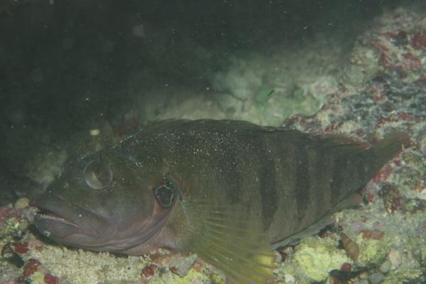 Blennies - Hairy Blenny